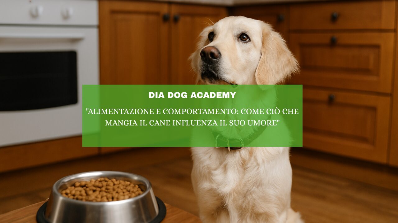 “Alimentazione e Comportamento: Come ciò che Mangia il Cane Influenza il suo Umore”