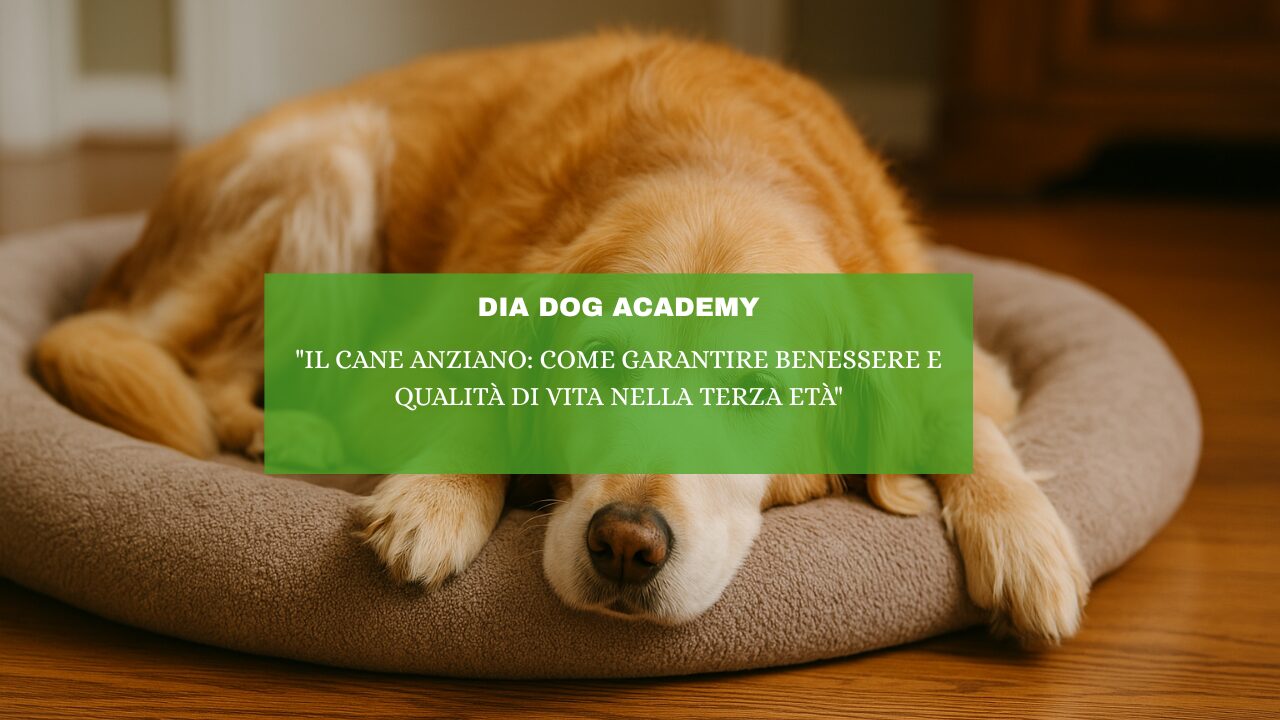 “Il cane Anziano: come Garantire Benessere e Qualità di Vita nella Terza Età ”