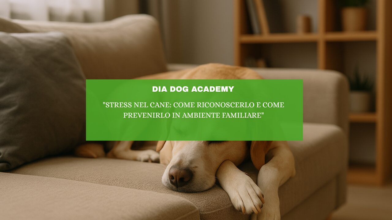“Stress nel Cane: Come Riconoscerlo e Come Prevenirlo in Ambiente Familiare”