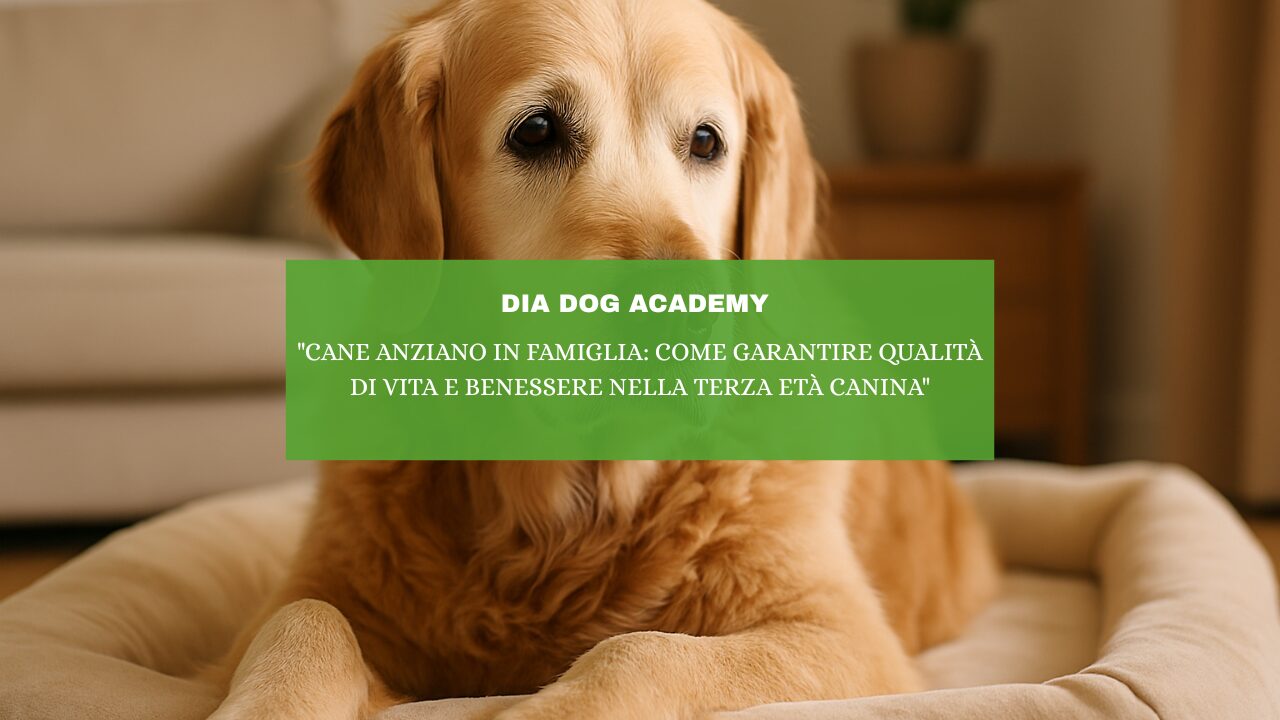 “Cane Anziano in Famiglia: Come Garantire Qualità di Vita e Benessere nella Terza Età Canina”