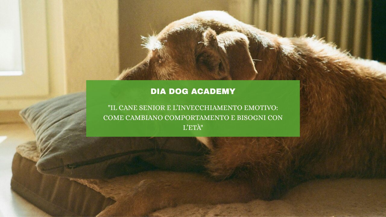 “Il Cane Senior e l’Invecchiamento Emotivo: Come Cambiano Comportamento e Bisogni con l’Età”