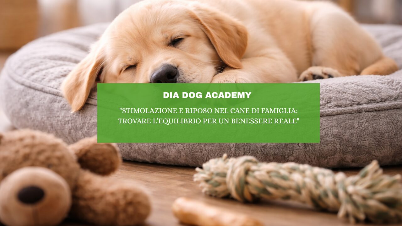 “Stimolazione e Riposo nel Cane di Famiglia: Trovare l’Equilibrio per un Benessere Reale”