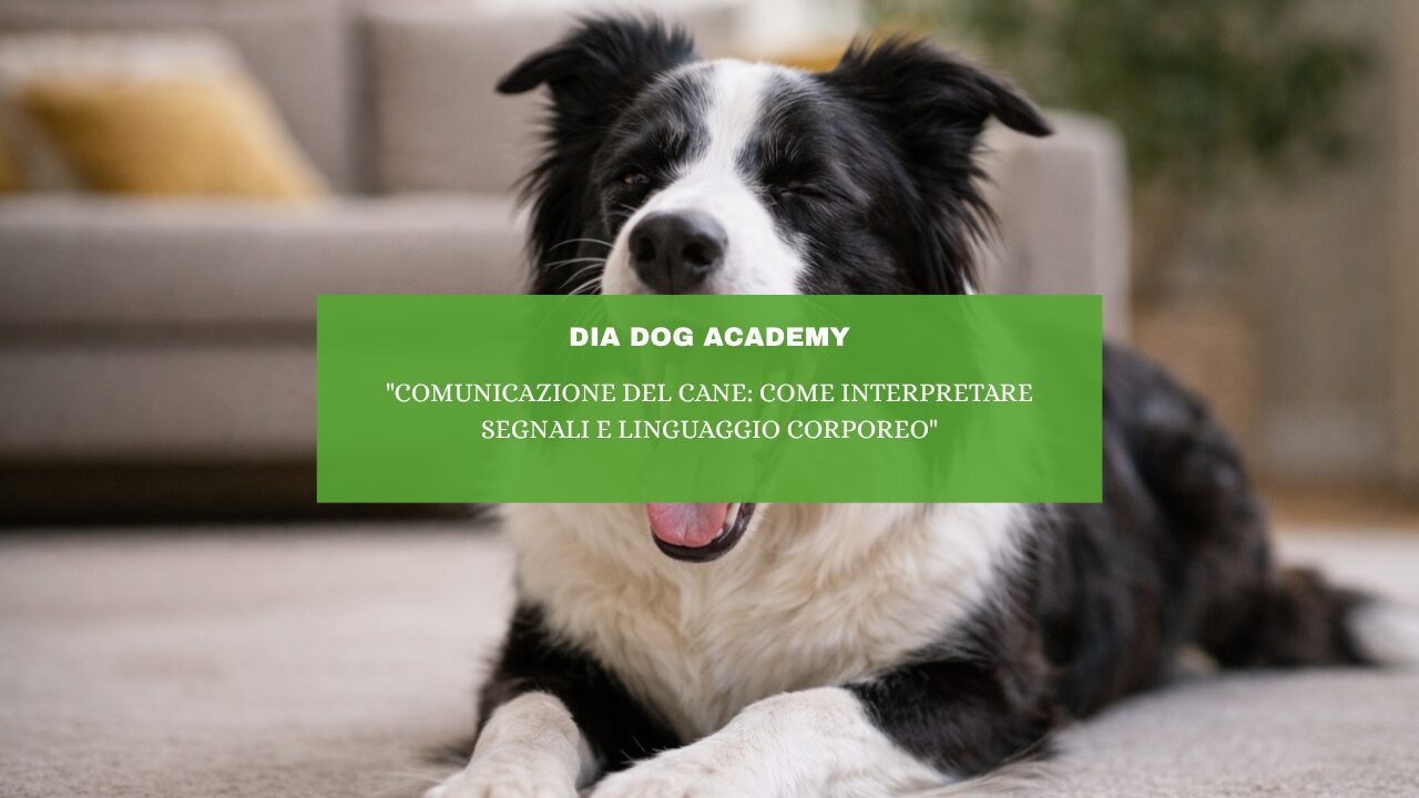“Comunicazione del cane: come interpretare segnali e linguaggio corporeo”