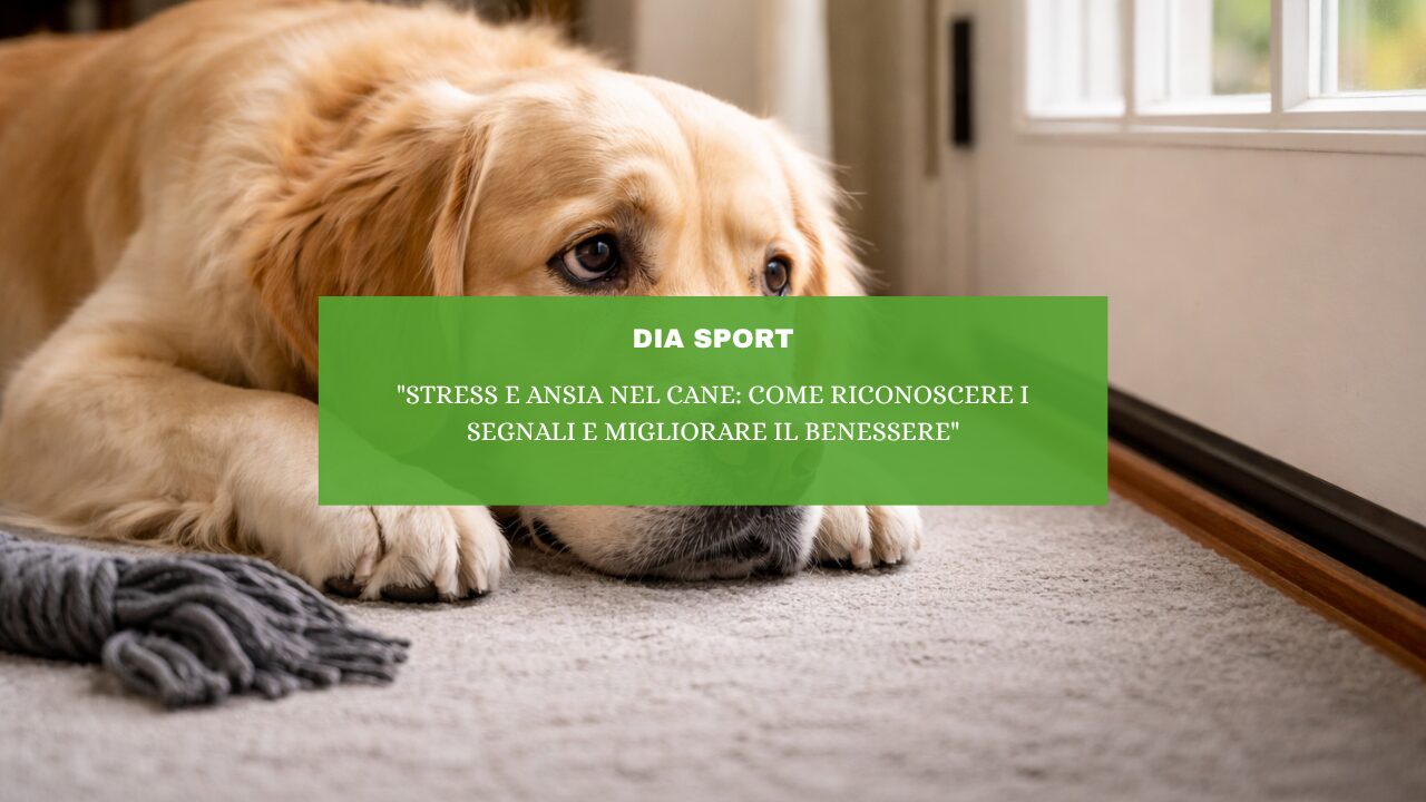 “Stress e ansia nel cane: come riconoscere i segnali e migliorare il benessere”