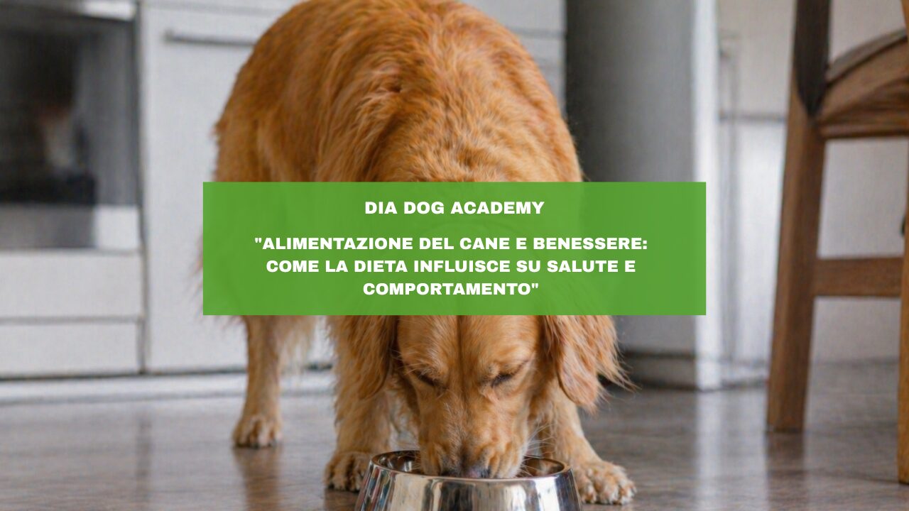 “Alimentazione del cane e benessere: come la dieta influisce su salute e comportamento”
