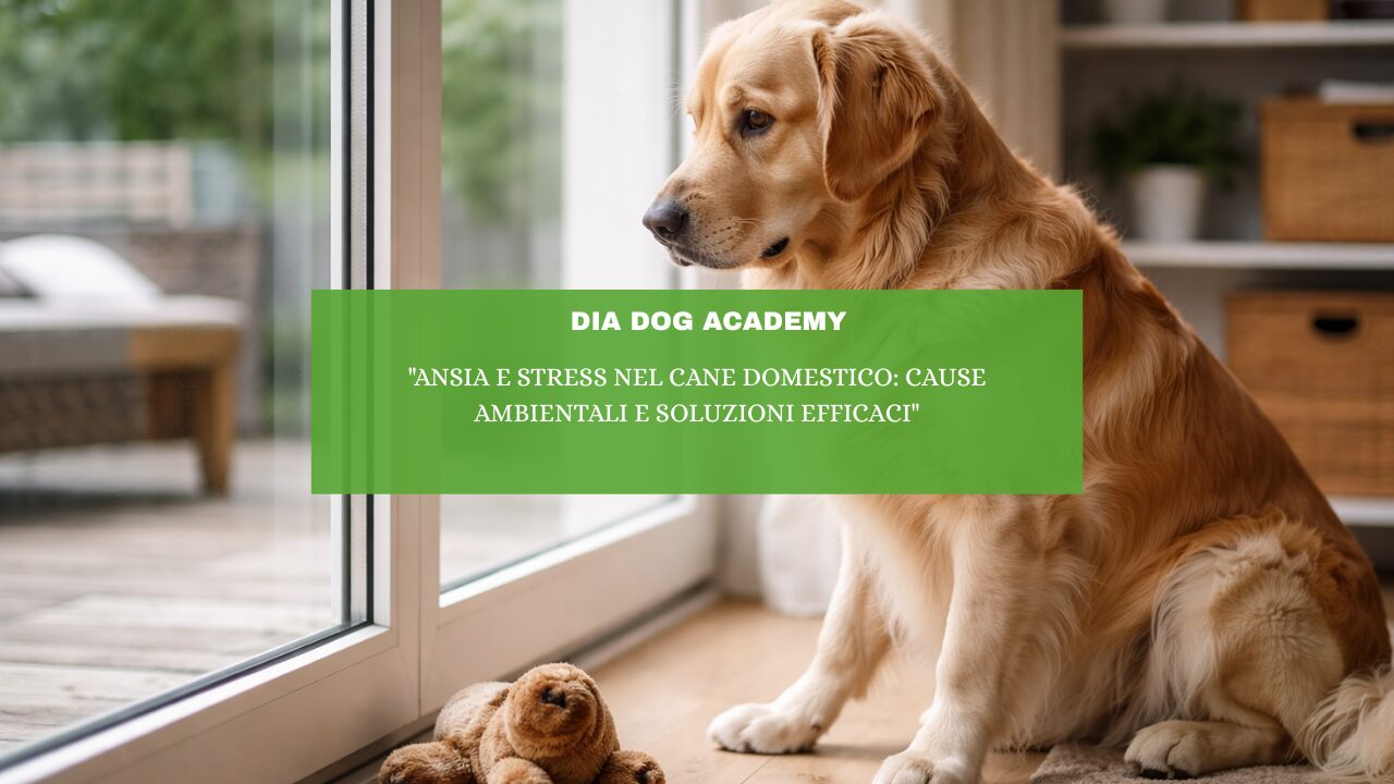 “Ansia e stress nel cane domestico: cause ambientali e soluzioni efficaci”