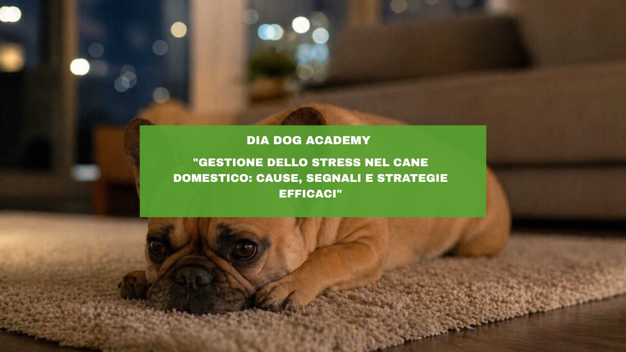 “Gestione dello stress nel cane domestico: cause, segnali e strategie efficaci”