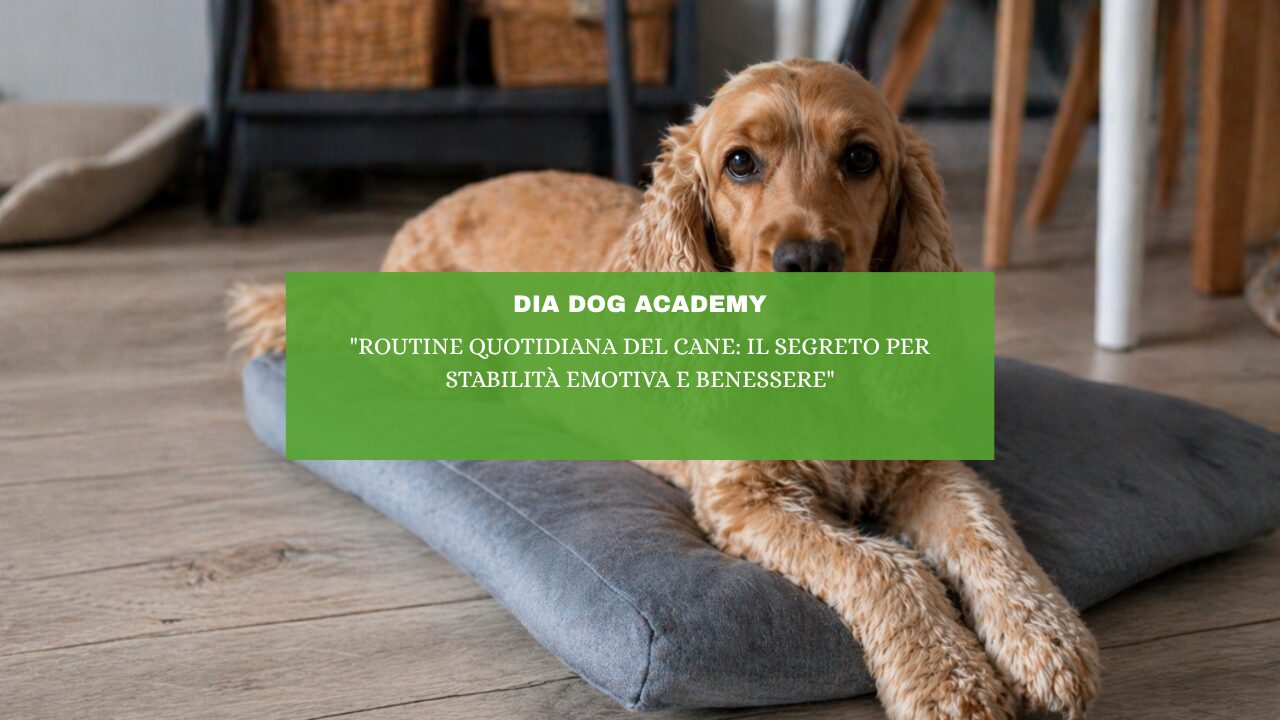 “Routine quotidiana del cane: il segreto per stabilità emotiva e benessere”