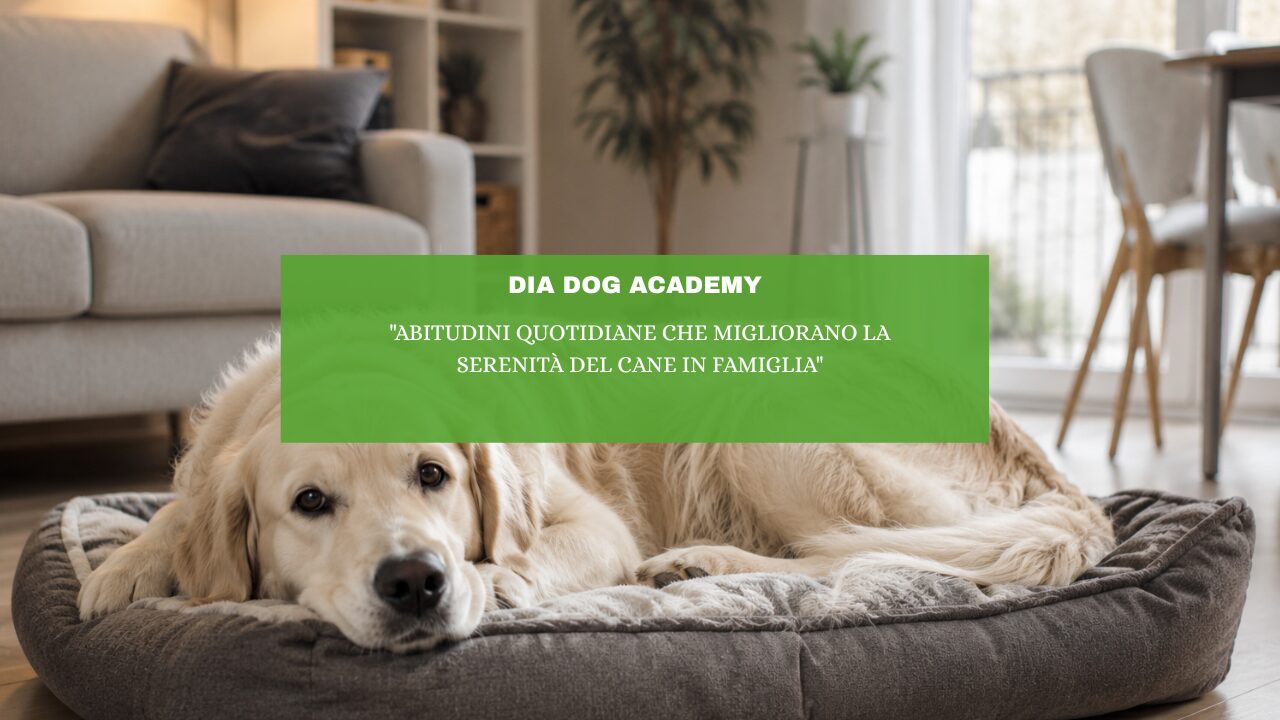 “Abitudini quotidiane che migliorano la serenità del cane in famiglia”