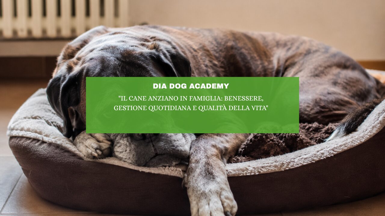 “Il cane anziano in famiglia: benessere, gestione quotidiana e qualità della vita”