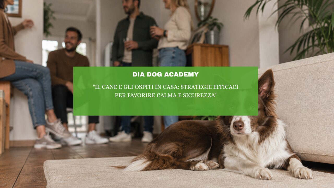 “Il cane e gli ospiti in casa: strategie efficaci per favorire calma e sicurezza”