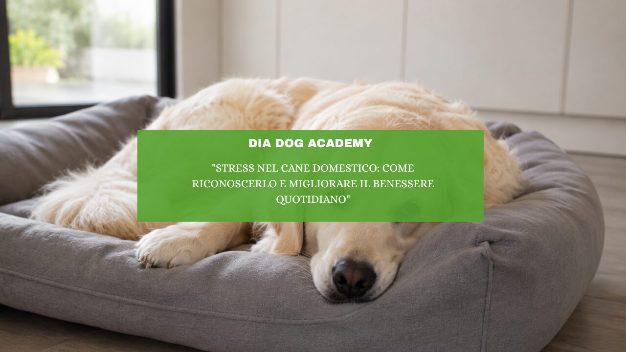 “Stress nel cane domestico: come riconoscerlo e migliorare il benessere quotidiano”