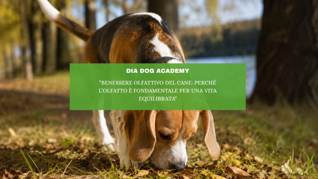 “Benessere olfattivo del cane: perché l’olfatto è fondamentale per una vita equilibrata”