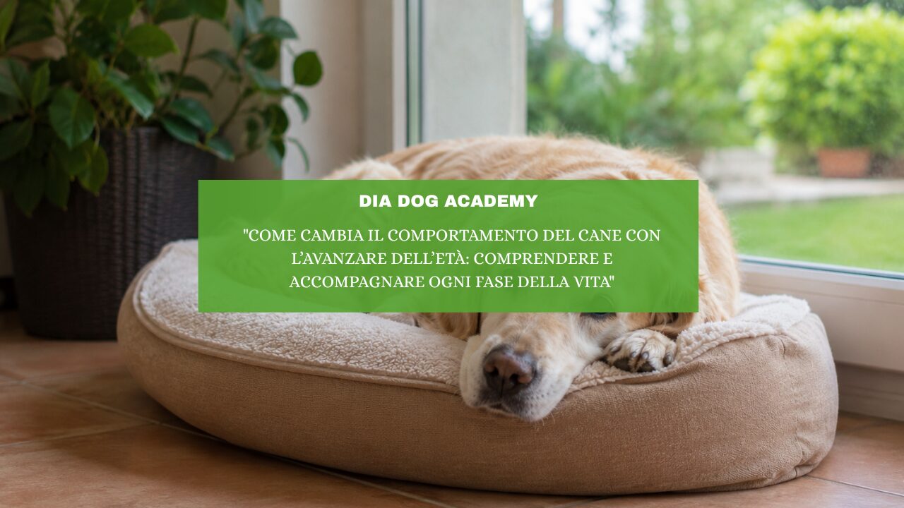 “Come cambia il comportamento del cane con l’avanzare dell’età : comprendere e accompagnare ogni fase della vita”