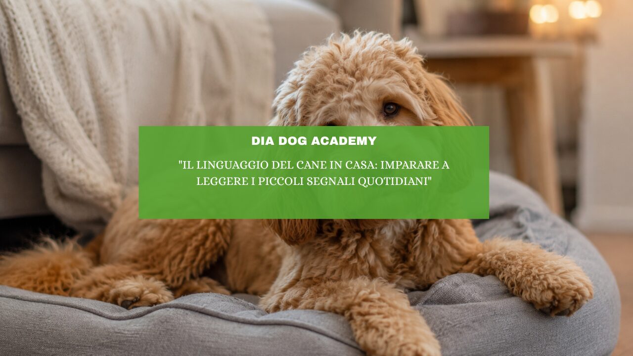 “Il linguaggio del cane in casa: imparare a leggere i piccoli segnali quotidiani”
