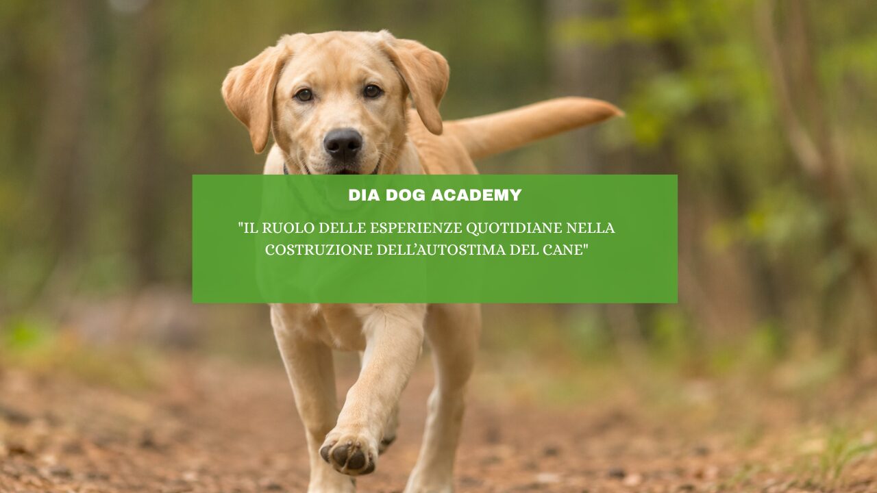 “Il ruolo delle esperienze quotidiane nella costruzione dell’autostima del cane”