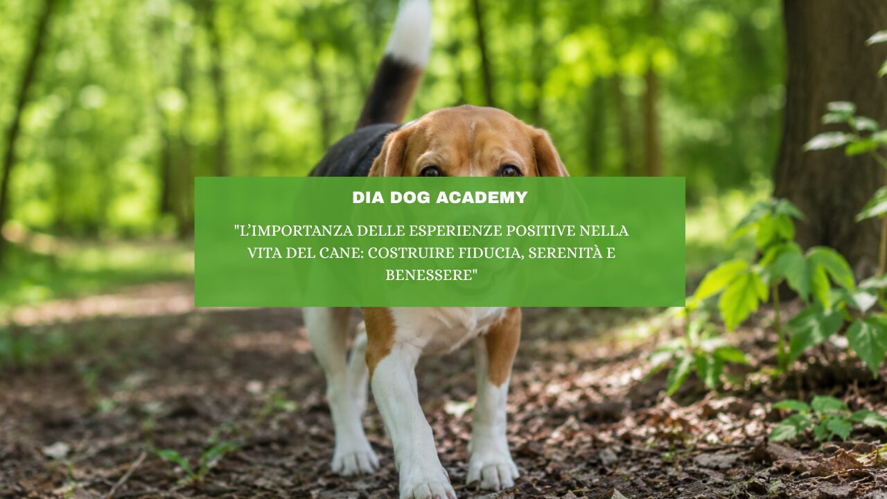 “L’importanza delle esperienze positive nella vita del cane: costruire fiducia, serenità e benessere”