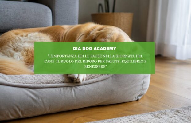 “L’importanza delle pause nella giornata del cane: il ruolo del riposo per salute, equilibrio e benessere”