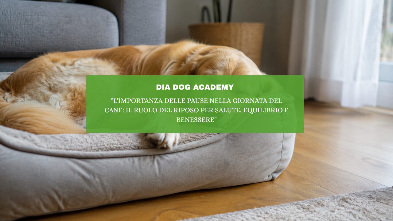 “L’importanza delle pause nella giornata del cane: il ruolo del riposo per salute, equilibrio e benessere”