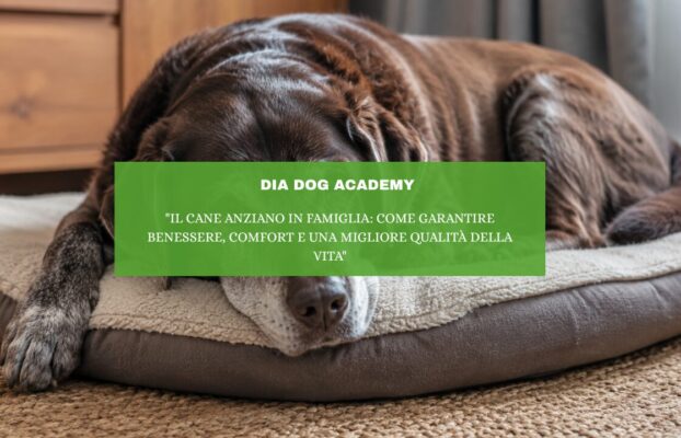 “Il cane anziano in famiglia: come garantire benessere, comfort e una migliore qualità della vita”