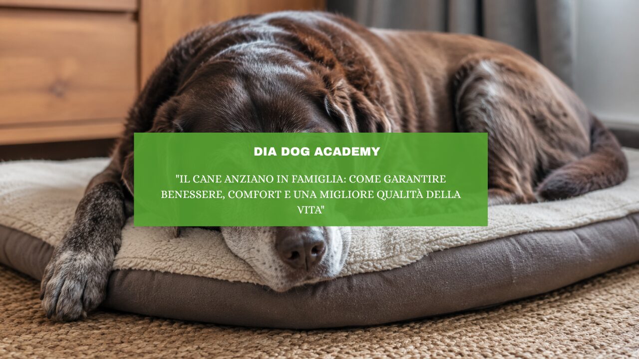 “Il cane anziano in famiglia: come garantire benessere, comfort e una migliore qualità della vita”